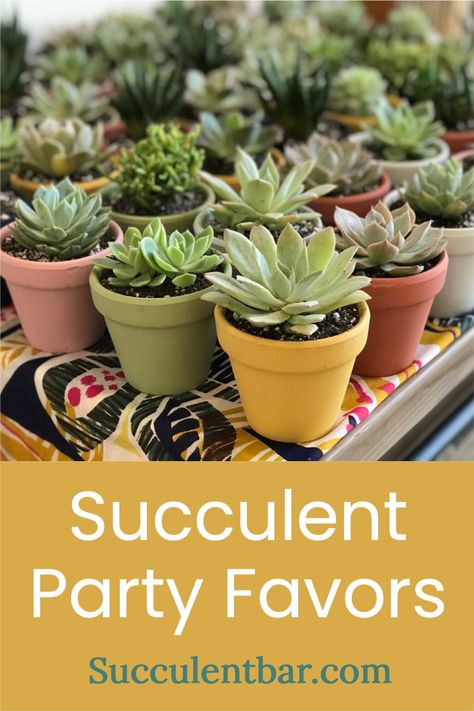 Potted small succulents in painted pots for take home party favors! Select the Succulent Bar package that best suits your event! Succulent Bar, Succulent Party, Succulent Party Favors, Unique Teacher Appreciation Gifts, Succulent Theme, Succulent Wedding Favors, Plant Party, Succulent Favors, Party Giveaways