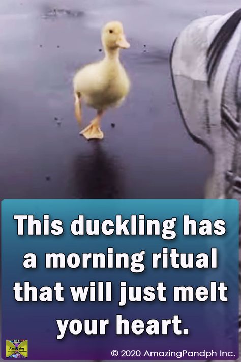 I thought I’d seen it all, but I guess I was wrong! – This duckling has a morning ritual that will just melt your heart… #duckling #morning #ritual #funny #viral #duck Puppy And Duckling Video, Cute Good Morning Images Funny, Animal Good Morning, Good Morning Gifs Funny, Funny Good Morning Greetings, Funny Good Night Pictures, Saturday Morning Humor, Good Morning Blessings, Cute Good Morning Gif