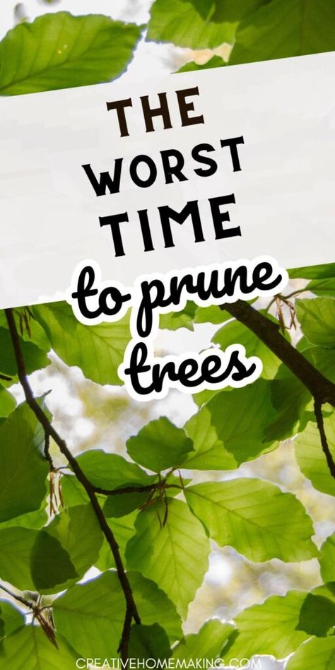 Are you planning to prune your trees soon? Make sure you know the risks of pruning at the wrong time of year. Discover the worst time to prune trees and how to prevent damage to your trees. Pruning Trees How To, Growing Trees, Red Maple Tree, Poplar Tree, Sycamore Tree, Lawn Tools, Garden Growing, Walnut Tree, Tree Pruning