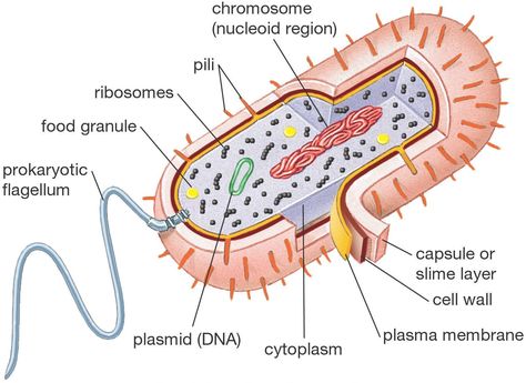 Biology 101: Cells Prokaryotic Cell Model, Plant Cell Diagram, Cell Diagram, Prokaryotic Cell, Cells Worksheet, Science Cells, Plant And Animal Cells, Cells Project, Cell Organelles