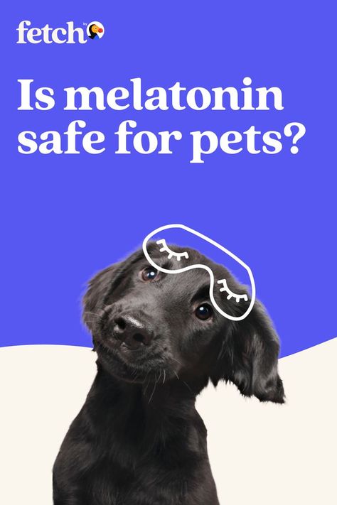 Pet Social Media, Melatonin Supplements, Pet Advertising, Addison's Disease, Pet Branding, Dog Hotel, Natural Dog Food, Hotel Logo, Spot It