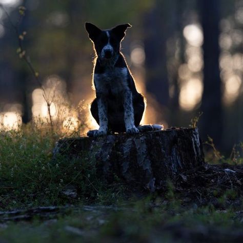 Em | Pet Photography + Courses on Instagram: "✨ before / after : tips for brightening underexposed photos✨  If you've been here a while, you'll notice I tend to photograph dark. That's so I can preserve the data in the highlights, creating those super pretty bokeh spots of light that everyone loves...  But sometimes there's not enough light on the dog, resulting in my needing to underexpose... a lot.  So here's some things I do to help brighten my image, and/or just my dog.  💡Correct the white balance. Warming up the image to where it's supposed to be will immediately brighten the photo a little bit.  💡 Pull up shadows a bit. This will help lighten the darker areas of the photo.  💡 Selectively edit using radial filters and select subject on the dog. Raising a combination of whites, shad Edit Dark Photos, Underexposed Photography, Underexposed Photo, Fun Photography, White Balance, Photography Classes, Photography Courses, Pet Photography, Warming Up