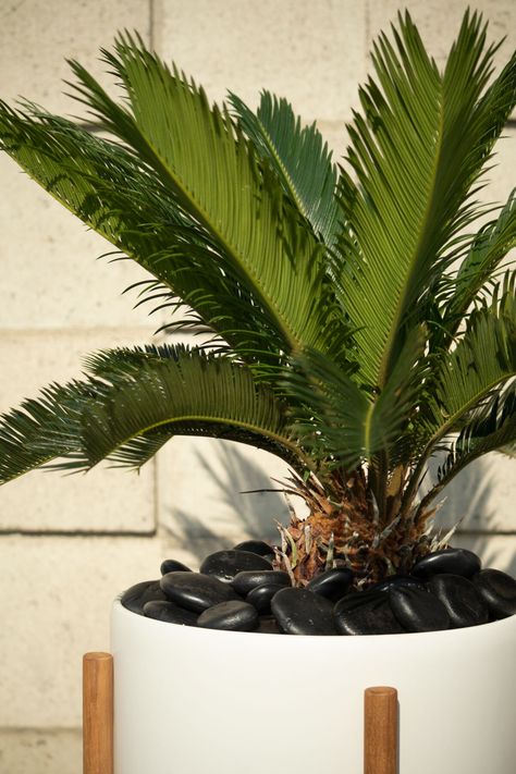 Japanese Sago Palm, Sego Palm, Sago Palm In Pot, Sago Palm Landscaping Ideas Front Yards, Indoor Palm, Sago Palm Landscaping, Palm Plants, Sago Palm Care, Palm Plant Care