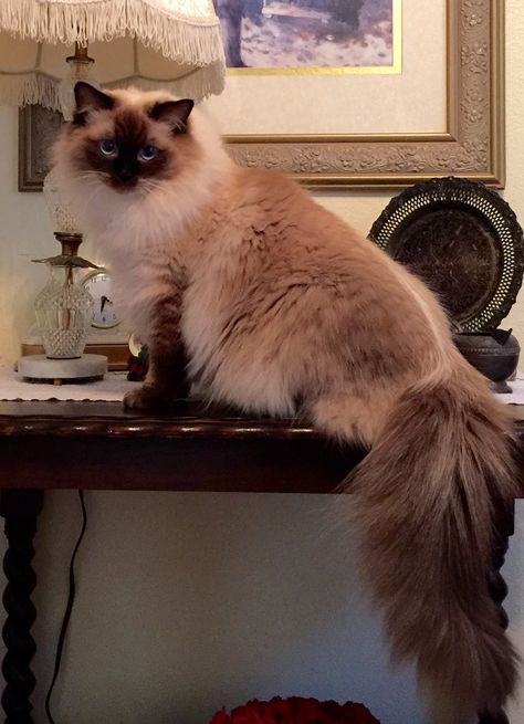 Truffles at 1 years old Himalayan Persian Cats, Himalayan Cats, Meme Chat, Birman Cat, Himalayan Cat, Cat Picture, Dream's Cat, Gorgeous Cats, Cat Pose