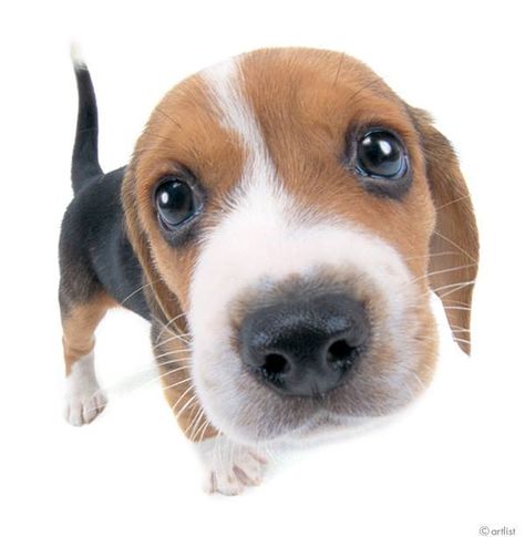 Artlist Collection THE DOG (Beagle) — If you were dog, what breed do you wanna be? Silly Animal Pictures, Dog Beagle, Dog Artist, Goofy Dog, Cat City, Dog Pee, Dog Icon, Snoopy Pictures, Best Dog Training