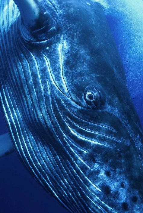 Whale Sea Mammal, Under The Water, Whale Art, A Whale, Marine Mammals, Whale Shark, Humpback Whale, Blue Whale, Marine Animals