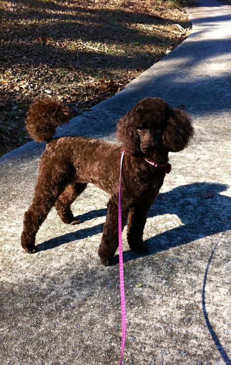 Black Poodles Miniature, Toy Poodle Puppy Cut, Chocolate Toy Poodle, Poodle Puppy Cut, Brown Toy Poodle, Douglas Dog, Chocolate Poodle, Toy Poodle Puppy, Poodle Haircut