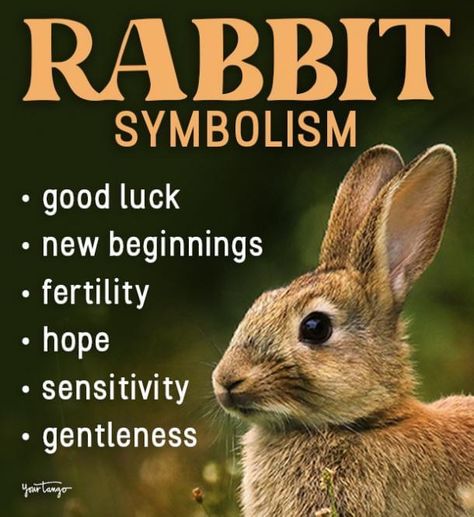 Rabbit Symbolism, Rabbit Totem, Spirit Animal Meaning, Bunny Rabbit Art, Young Rabbit, Native American Totem, Animal Meanings, Spirit Signs, Goddess Names