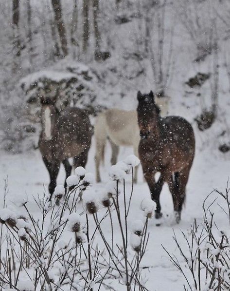 Horse Winter Aesthetic, Kate Mccannon, Horseback Riding Aesthetic, Horses In Snow, Winter Horse, Horse Wallpaper, Horse Aesthetic, I Love Winter, Chestnut Horse