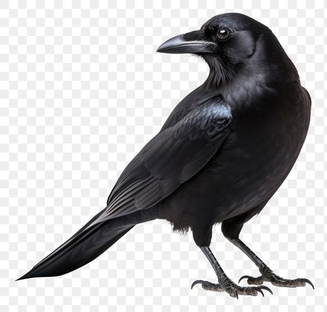 Birds Png For Editing, Animal White Background, Crow Png, Crow Photo, Bra Jokes, Bookish Photos, Crow Photos, Free Cartoon Characters, Islamic Image