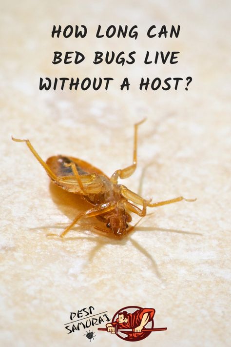 Eliminate bed bugs from your home can be very difficult because of bed bugs' survivability. So, how long can bed bugs live without a host? In this article, you can read more about that and also learn what is bed bug hibernation. Also, this article gives an in-depth look at factors that affect a bed bug’s life span. Read on to understand more about these factors and bed bug’s feeding habits, growth span and their weaknesses. .  #bedbugsbites #bedbugs #getridofbedbugs #preventbedbugs #stopbedbugs Signs Of Bed Bugs, Bug Bites Remedies, Get Rid Of Bed Bugs, Kill Bed Bugs, Rid Of Bed Bugs, Bed Bug Bites, Diy Pest Control, Bugs Life, Bug Killer