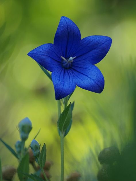 Platycodon grandiflorus Platycodon grandiflorus es una especie de planta perenne perteneciente a la familia Campanulaceae y único miembro del género Platycodon. Es originaria del nordeste de Asia.​ El Platycodon es ampliamente cultivado como planta ornamental. Types Of Blue Flowers, Platycodon Grandiflorus, Types Of Blue, Săpunuri Handmade, Meteor Garden 2018, Blue Garden, Balloon Flowers, Deco Floral, Gardening Supplies