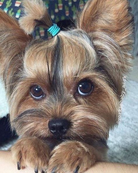 13 Cute Yorkie Poo Haircut Ideas - All The Different Types and Styles Yorkie Poo Haircut, Yorkie Puppy Haircuts, Yorkie Haircuts, Biewer Yorkie, Puppy Fever, Teacup Yorkie Puppy, Puppy Cut, Yorkie Terrier, Yorkie Lovers