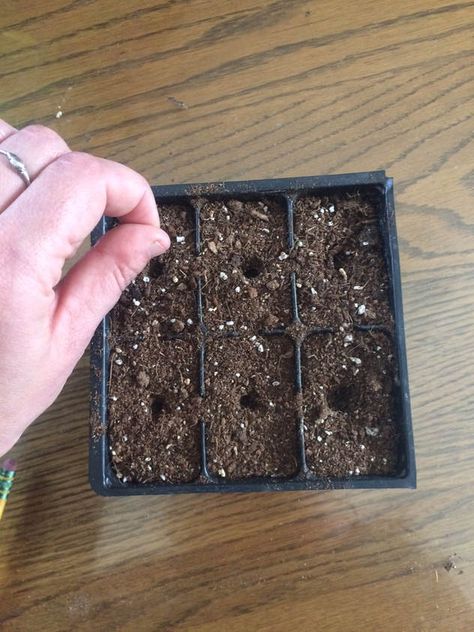 Planting Milkweed, Raising Monarch Butterflies, Monarch Butterfly Garden, Milkweed Seeds, Milkweed Plant, Habitat Garden, Seed Starting Mix, Foundation Planting, Pollinator Garden