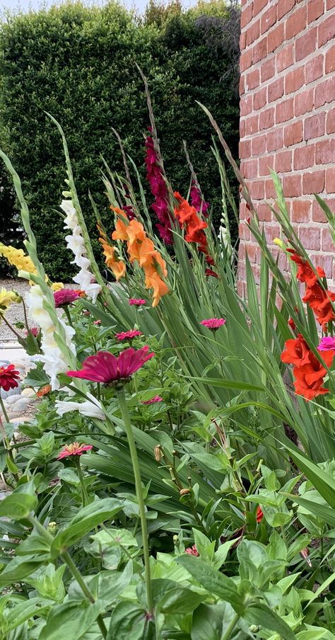 Gladiolus Garden Design, Gladiolus Landscaping Ideas, Gladiolus Flower Garden Ideas, Gladiolus Garden, 2023 Tattoo, Gladiolus Bulbs, Poppy Garden, Gladiolus Flower, Dream Landscape