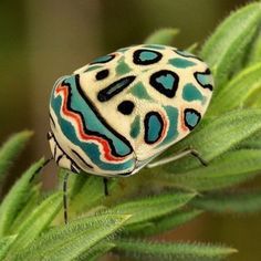 Top 10 Most Beautiful Insects in the World | HubPages Picasso Bug, Cool Insects, Alaskan Husky, Insect Photography, Cool Bugs, Beetle Bug, Animals Pictures, Keramik Design, Beautiful Bugs