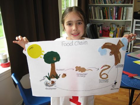 Cycle 2 CC Week 3 - Food Chain Project Food Chain Project, Simple Food Chain, Chain Projects, Science Food Chains, Food Chain Activities, Science Decor, Senses Activities, Primary Science, Food Chains