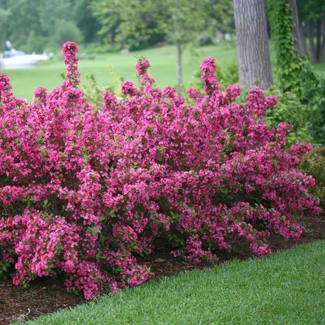 SONIC BLOOM® Pink Weigela - Proven Winners ColorChoice Flowering Shrubs Deer Resistant Shrubs, Colorful Shrubs, Sonic Bloom, Bigleaf Hydrangea, Foundation Planting, Proven Winners, Replant, Flowering Shrubs, Spring Blooms