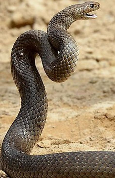 Snake Attacking, Facts About Snakes, Snake Piercing, Piercing Snake, Snake Bite Piercing, Snake Wallpaper, Snake Bite, Necklace Snake, Cobra Snake