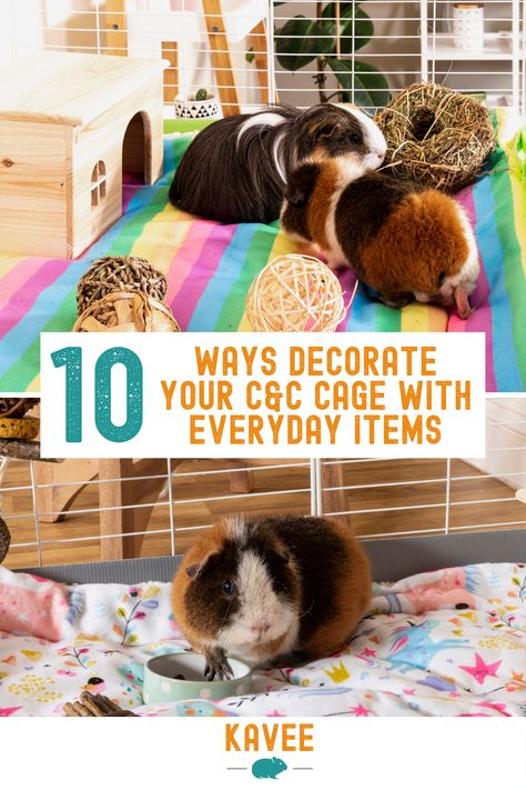 Kavee Cage Ideas, Guinea Pig Set Up Ideas, Guinea Pig Enrichment Ideas, Guinea Pig Cage Ideas Aesthetic, C&c Guinea Pig Cage Ideas, Diy Guinea Pig Cage Furniture, Guinea Pig Set Up, Diy Guinea Pig Hideout, Guinea Pig Cage Setup Ideas