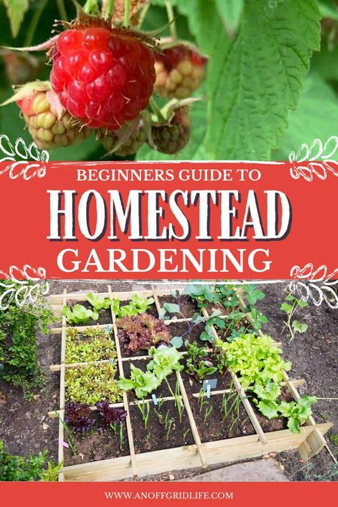 Homestead Gardening - An Off Grid Life Homesteading For Beginners Small Spaces, Raised Vegetable Gardens, Hydroponics Diy, Hydroponic Growing, Homestead Gardens, Organic Vegetable Garden, Hydroponic Gardening, Small Space Gardening, Organic Vegetables