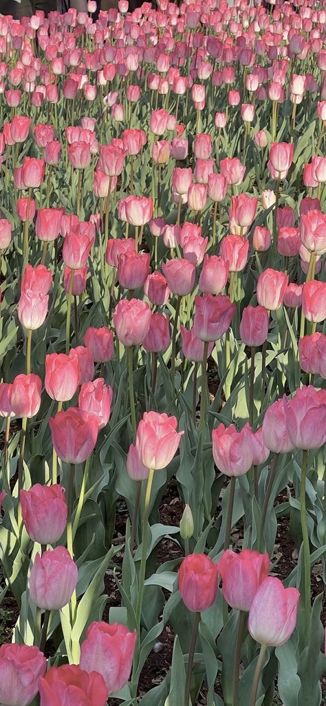 Tulip Flower Pictures, Pink Flower Wallpaper, Pretty Flowers Pictures, Jungle Tiger, Pink Flowers Wallpaper, Kimono Coat, Flowers Photography Wallpaper, Lovely Flowers Wallpaper, Simple Phone Wallpapers