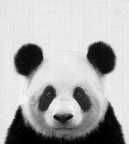 Panda Tattoo, Panda Art, Panda Love, Baby Panda, Art Tutorial, Cute Panda, White Photo, Black And White Photographs, Panda Bear