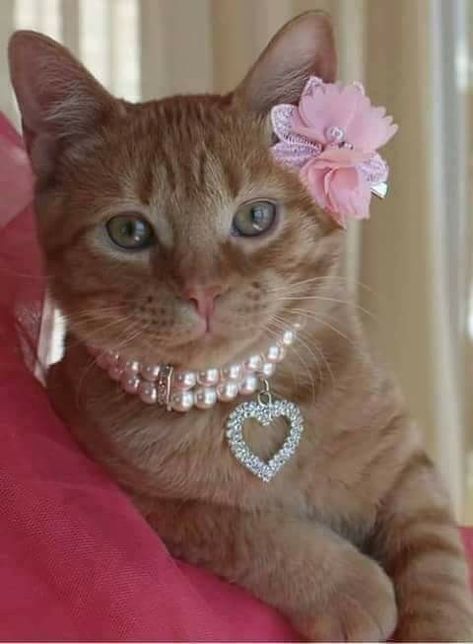 Image Chat, Love Your Pet, Orange Cats, Adorable Cats, Cat Costumes, Cute Cats And Kittens, I Love Cats, Orange Cat, Beautiful Cat