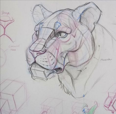 Head Anatomy, Tiger Drawing, Dear Students, I Am Learning, Take Responsibility, Drawing Process, Tiger Head, Anatomy Drawing, Have A Good Day