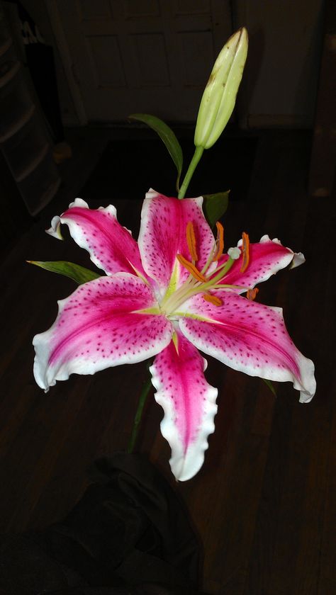 Stargazer Lily  photo by K.C. Barclay Easter Lily Flower, Lily Wallpaper, Asiatic Lilies, Stargazer Lily, Favorite Flower, Flower Therapy, Beautiful Bouquet Of Flowers, Black Flowers, Tulips Flowers