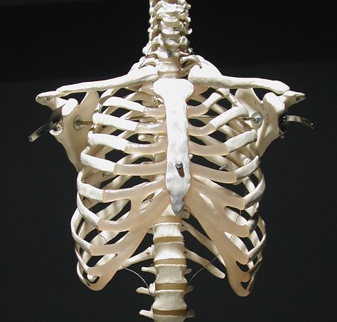 Human rib cage, front view Ribs Human Skeleton, Ribs Skeleton Png, Ribs Of Human, Ribs Reference Drawing, Cage Reference Drawing, Human Rib Cage Anatomy, Rip Cage Anatomy, Rib Cage Sculpture, Rib Cage Painting