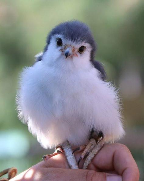 African Pygmy Falcon, Pygmy Falcon, Cartoon Birds, Bird Of Prey, Cute Funny Babies, Little Animals, Birds Of Prey, Birds Of A Feather, Cute Little Animals