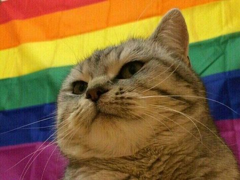 Lgbt Memes, Lgbt Flag, Gay Aesthetic, Gay Memes, Lgbt Love, Lgbt Art, Rainbow Aesthetic, Rainbow Cat, Love Is