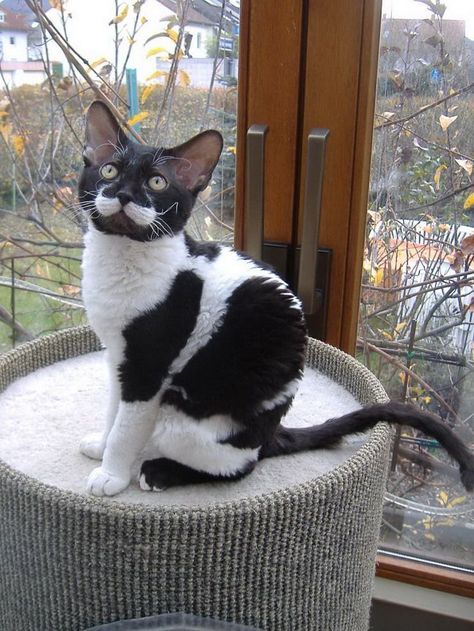 #animals #cat #dog Laperm Cat, Tuxedo Cat Facts, Cat Tuxedo, Cat Unique, Laperm, Black And White Cat, Tuxedo Cat, Unique Cats, White Cats