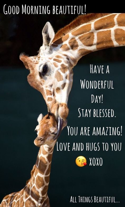 Good Morning Winter Images, Giraffe Quotes, Happy Thursday Morning, Good Morning Winter, Morning Winter, Baby Meals, Inspirational Good Morning Messages, Giraffe Pictures, Good Morning In Spanish