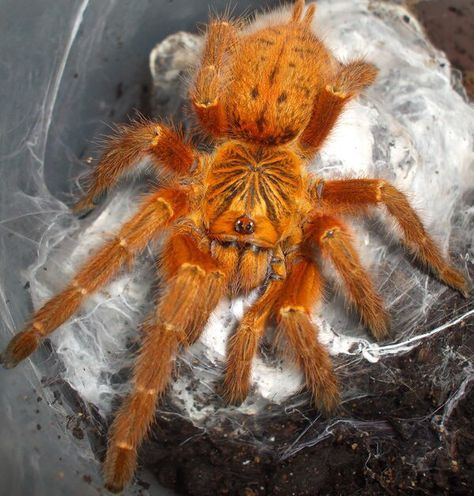 My OBT (Orange Bitey Thing) Baboon Tarantula Orange Baboon Tarantula, Arachnids Spiders, Spiders And Snakes, Orange Spider, Creepy Spider, Itsy Bitsy Spider, Cool Bugs, Mombasa, Creepy Crawlies