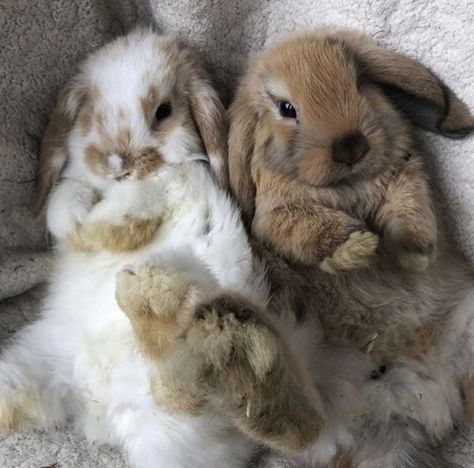 Rabbits, White