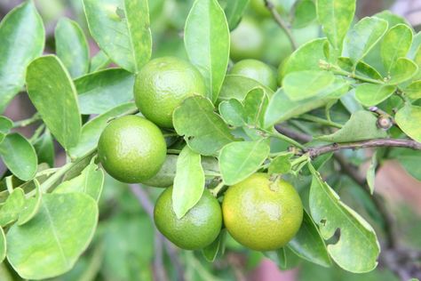 Dwarf Mexican Lime Tree Mexican Lime Tree, Lime Trees, Tomato Planter, Lemon Leaves, Organic Compost, Victory Garden, Lime Tree, Growing Succulents, Mulberry Tree