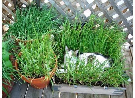 DIY Cat Grass Box- could put one on the porch Apartment Balcony Cat Enclosure, Patio Ideas For Dogs, Cat Grass Planter, Dog Litter Box, Cat Friendly Plants, Cat Patio, Living With Cats, Cat Run, Cat Grass