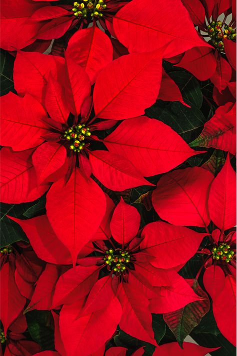 Poinsettia Wallpaper Iphone, Pointessia Christmas, Christmas Flowers Aesthetic, Poinsettia Photography, Christmas Ponsietta, Ponsietta Flowers, Poinsettia Aesthetic, Pointsetta Plant, Christmas Flowers Wallpaper