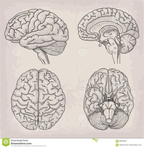 Brain Anatomical Drawing, Brain Anatomy Tattoo, Brain And Butterfly Tattoo, Anatomical Skull Drawing, Human Brain Tattoo, Anatomical Heart And Brain Tattoo, Old Anatomy Illustration, Medicine Art Anatomy, Anatomical Brain Tattoo