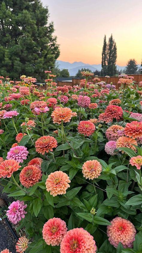 Zinnia Wallpaper, Zinnia Garden, Garden Landscaping Ideas, Zinnia Flowers, Areas Verdes, New Garden, Cut Flower Garden, Nothing But Flowers, Pretty Landscapes