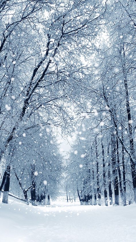 Cold weather wallpaper White Nature, Snowy Winter, Holiday Greeting, Happy Holidays, Holiday Cards, Greeting Card, We Heart It, Trees, Lost