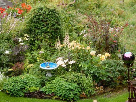 Minnesota Gardening, Minnesota Garden, Martagon Lily, Hydrangea Petiolaris, Japanese Painted Fern, Leaves Changing Color, Climbing Hydrangea, Hosta Gardens, Harsh Winter