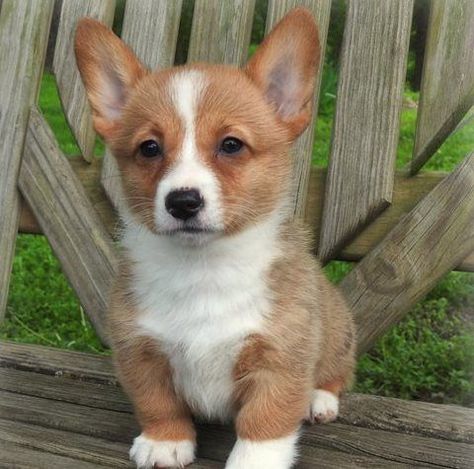 Corgi Mix Puppies, Annandale Virginia, Corgi Puppies For Sale, Cardigan Corgi, Pembroke Welsh Corgi Puppies, Corgi Puppies, Welsh Corgi Puppies, Australian Shepherd Puppies, Corgi Mix