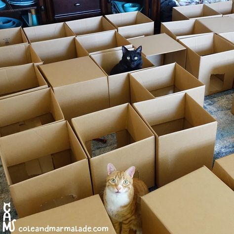 5 Reasons Why Cats Love Cardboard Boxes So Much - Cole & Marmalade Diy Dresser Makeover, International Cat Day, Cat Box, Funny Cats And Dogs, Funny Cat Memes, Funny Cat Pictures, Funny Cat Videos, Cat Care, Marmalade