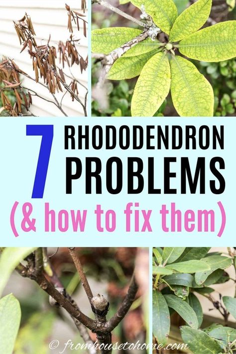 Rhododendrons are usually low-maintenance plants to care for. But there are a few diseases, insects and other plant problems that can cause them not to bloom, have unhealthy leaves or even die. Click through to find out 7 of these Rhododendron issues and how to fix them #fromhousetohome #gardening  #rhododendron #shadelovingshrubs #shadeplants #springflowers Rhododendron Problems, Rhododendron Care, Concrete Diy Garden, Hillside Gardening, Rhododendron Plant, Shade Loving Shrubs, Tiny Gardens, Plants Under Trees, Yard Plants