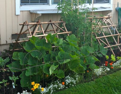 Faire pousser des citrouilles sur un treillis Squash Support, Veg Gardens, Pumpkin Trellis, Squash Trellis, Planting Pumpkins, Pumpkin Garden, Growing Pumpkins, Diy Trellis, Vertical Gardens