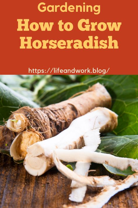 How to Grow Horseradish Horseradish Plant How To Grow, How To Harvest Horseradish, How To Grow Horseradish, Grow Horseradish, Horseradish Plant, Growing Horseradish, Fresh Horseradish, Hardy Perennials, Pickling Recipes