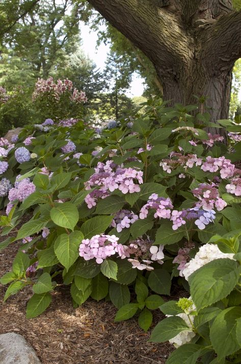 Twist And Shout Hydrangea, Summer Hydrangea, Big Leaf Hydrangea, Hydrangea Shrub, Bigleaf Hydrangea, Front Flower Beds, Endless Summer Hydrangea, Hydrangea Bloom, Blue Hydrangea Flowers